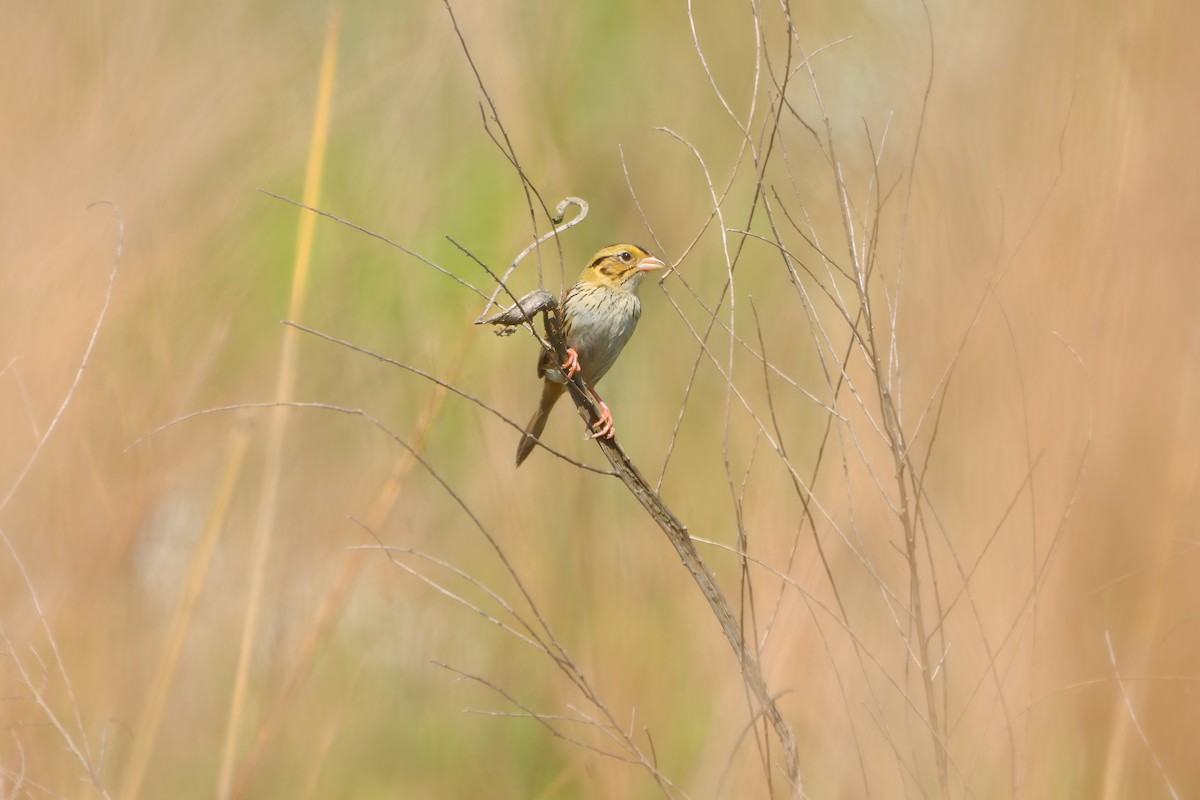 Henslow's Sparrow - ML619154548