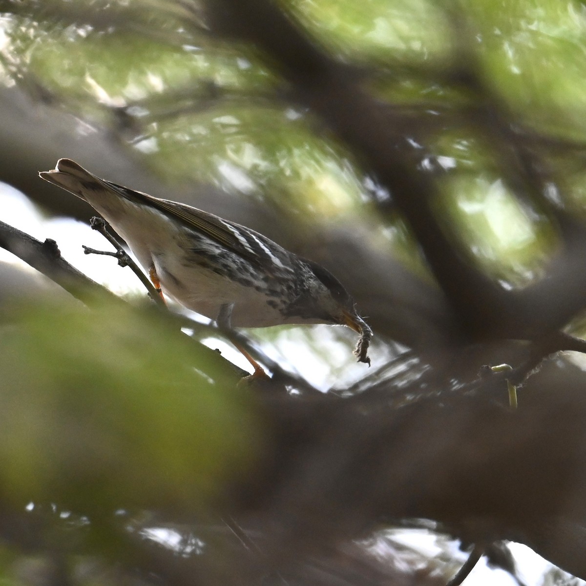 Blackpoll Warbler - Ronnie Reed