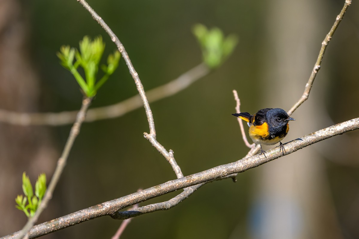 American Redstart - Simon Villeneuve