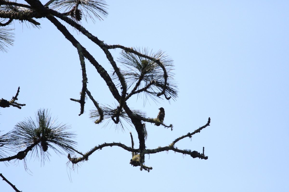 Red Crossbill (Ponderosa Pine or type 2) - ML619154582