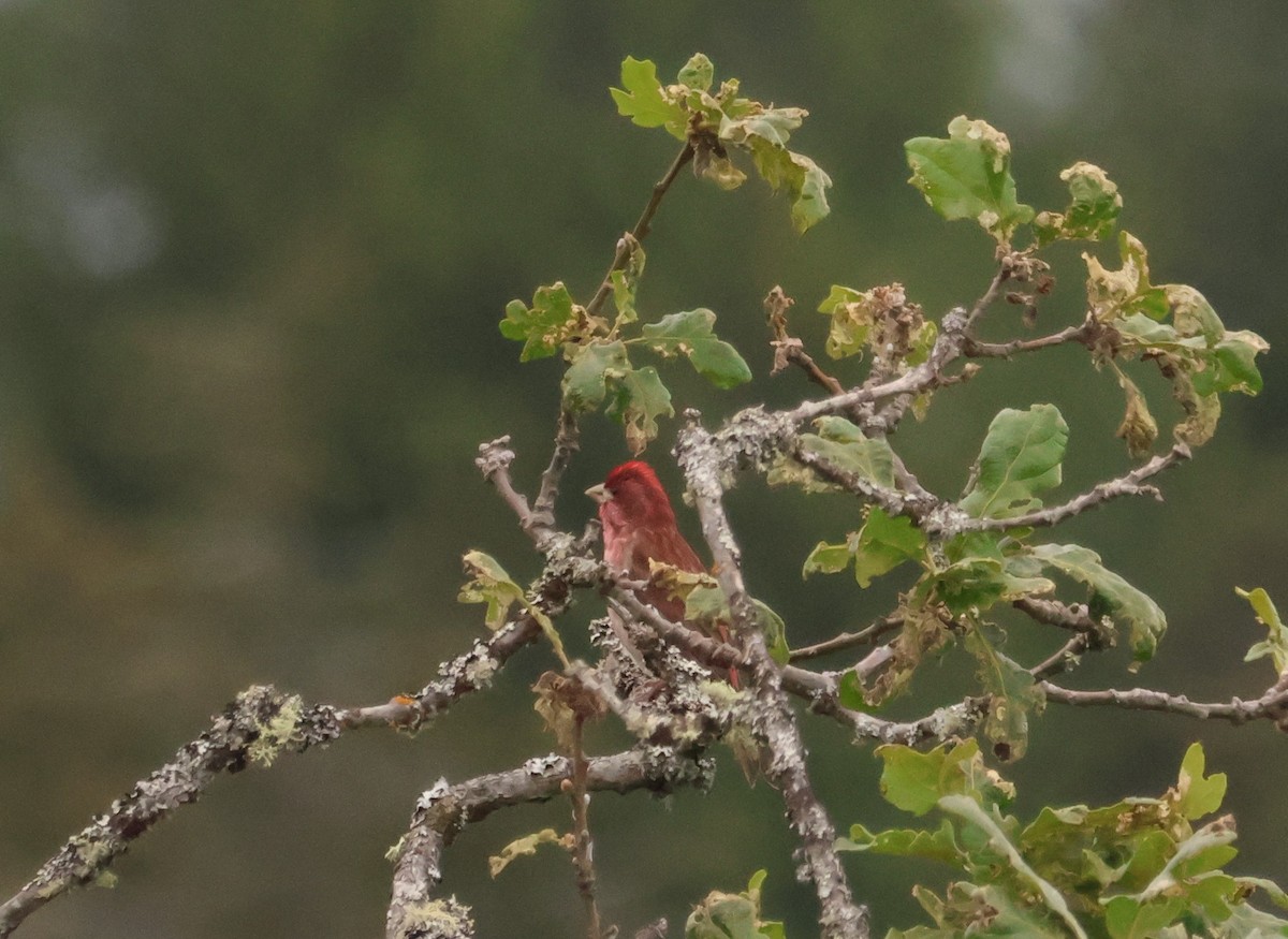 Purple Finch - Walter Thorne