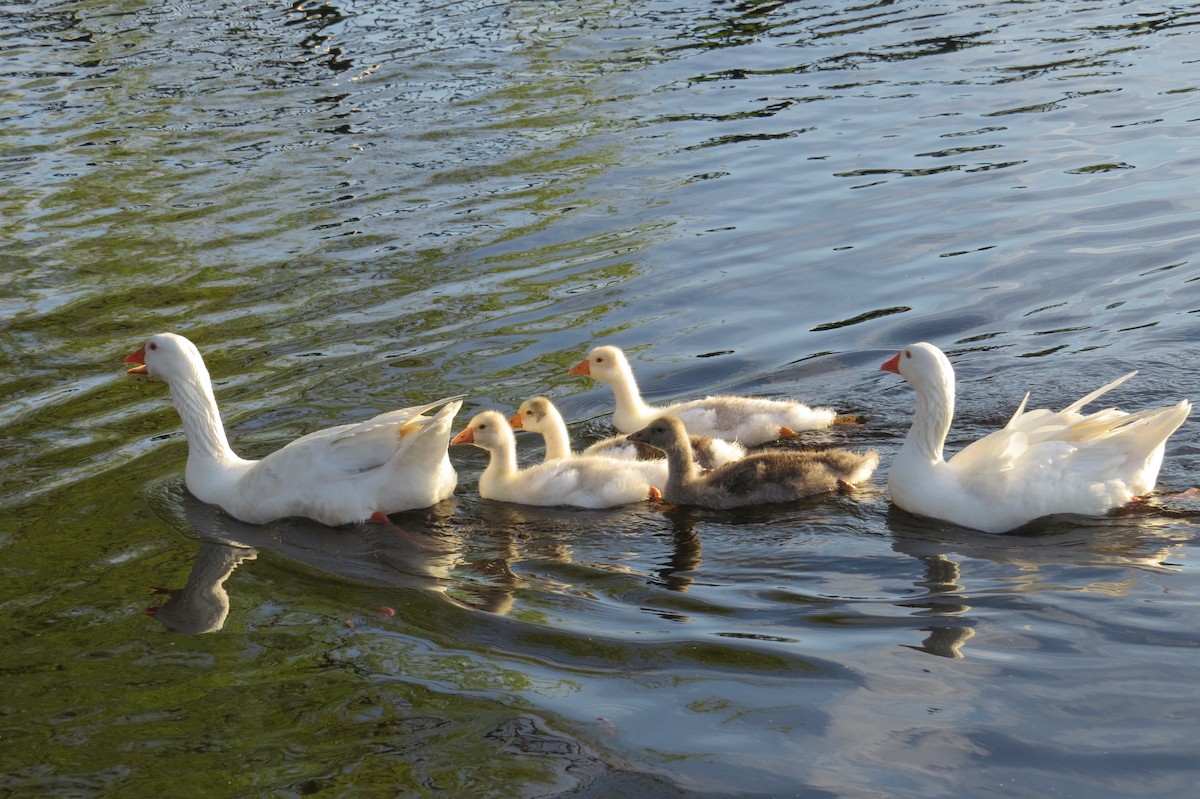 Domestic goose sp. (Domestic type) - Alyssa Fasciano