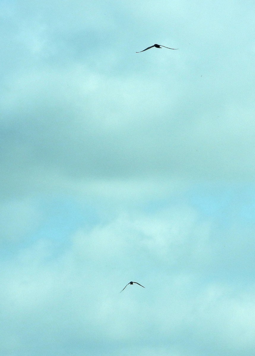 Black Tern - Jay Huner