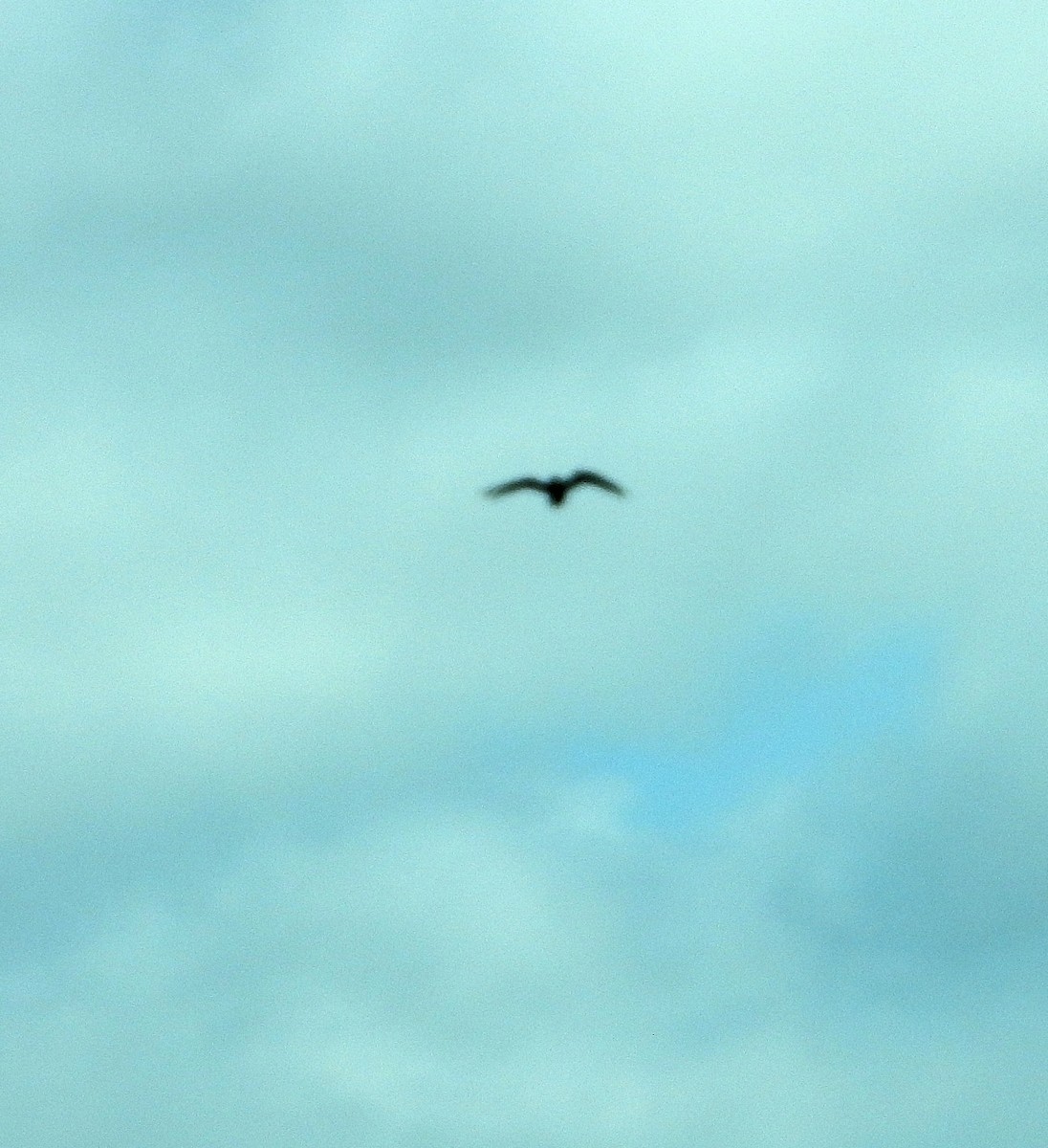 Black Tern - Jay Huner