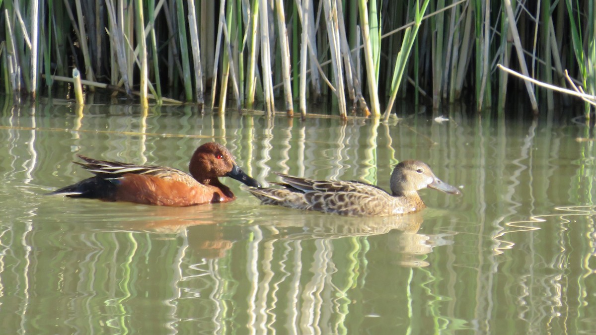 Cinnamon Teal - ML619154607