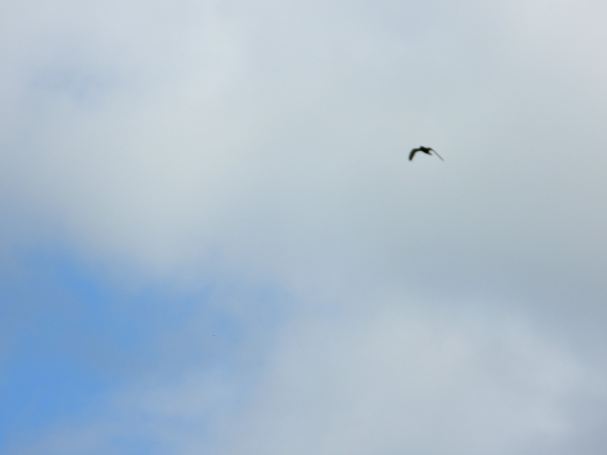 Black Tern - Jay Huner