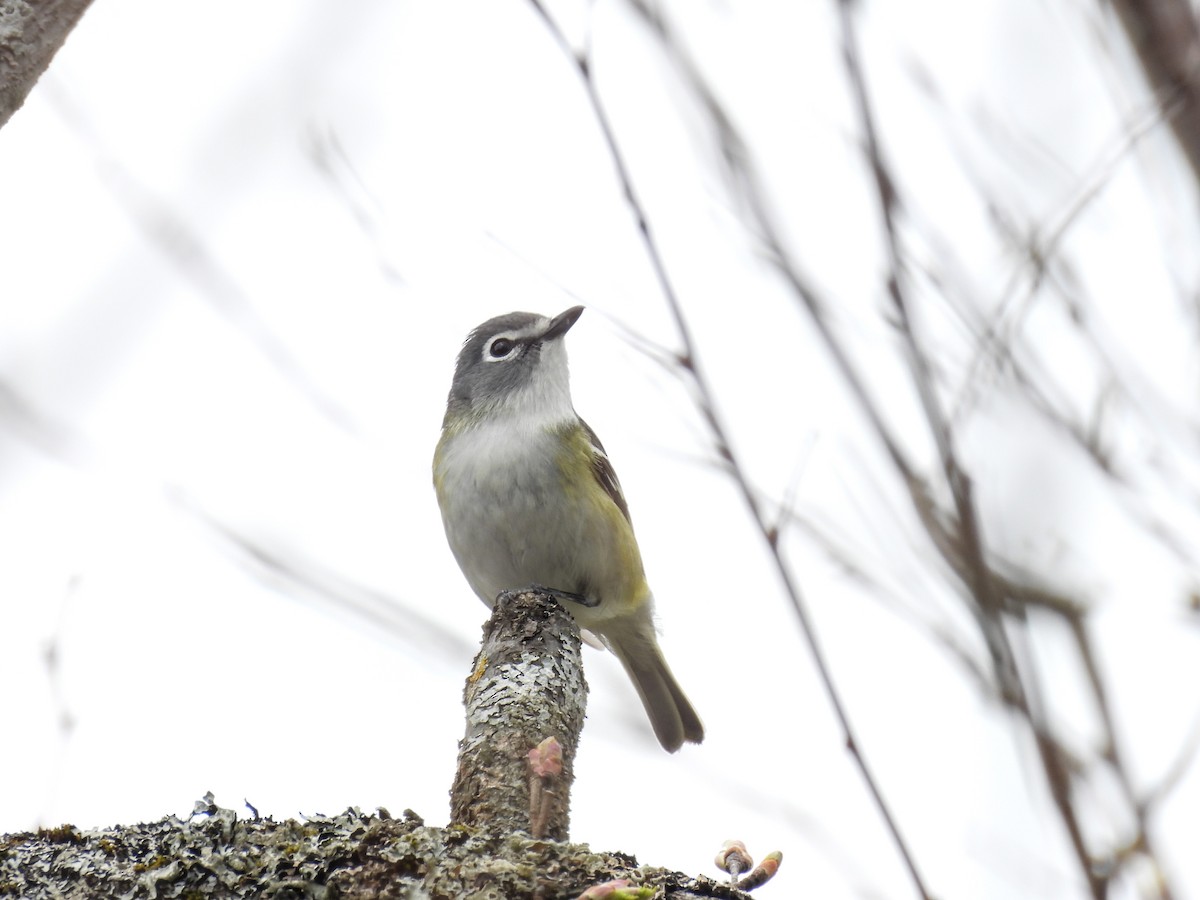 Blue-headed Vireo - Wilma Clancy