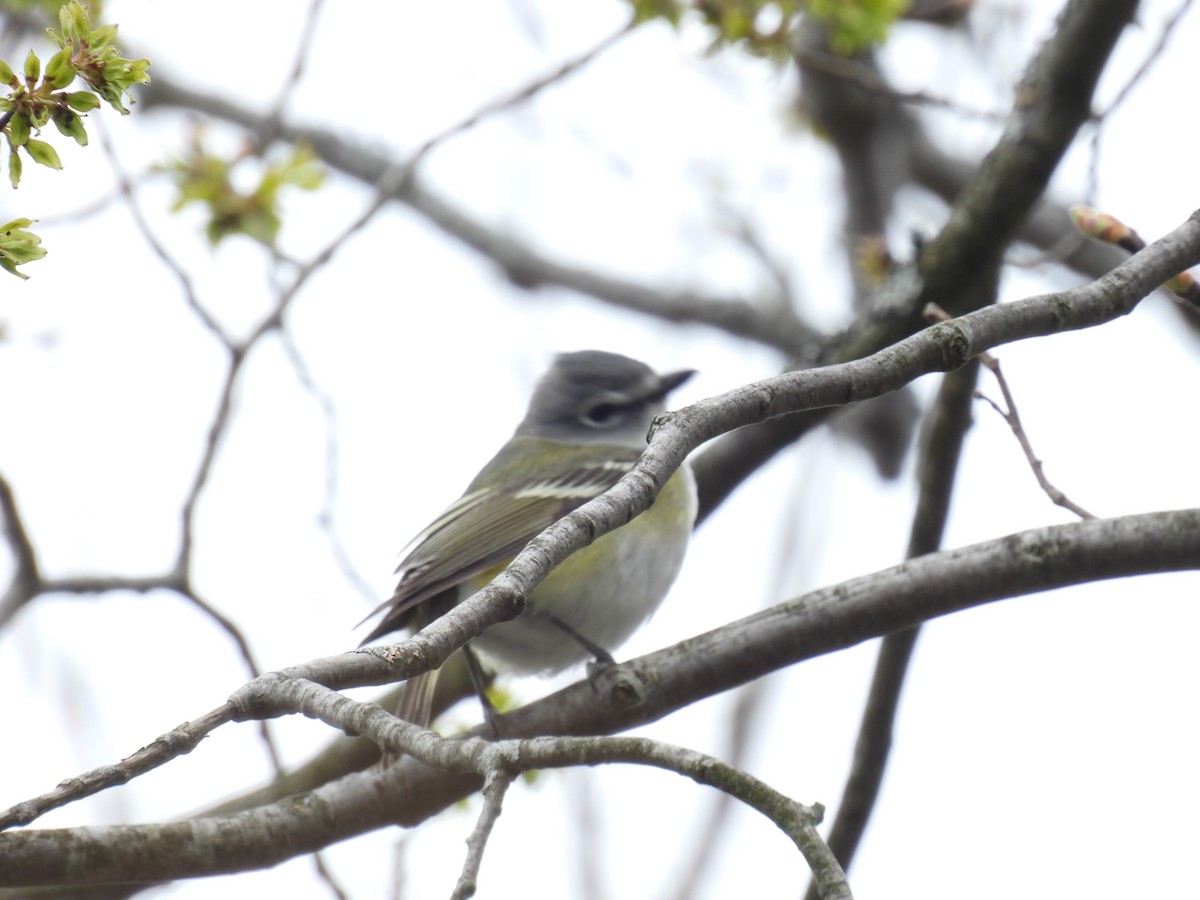 Blue-headed Vireo - Wilma Clancy