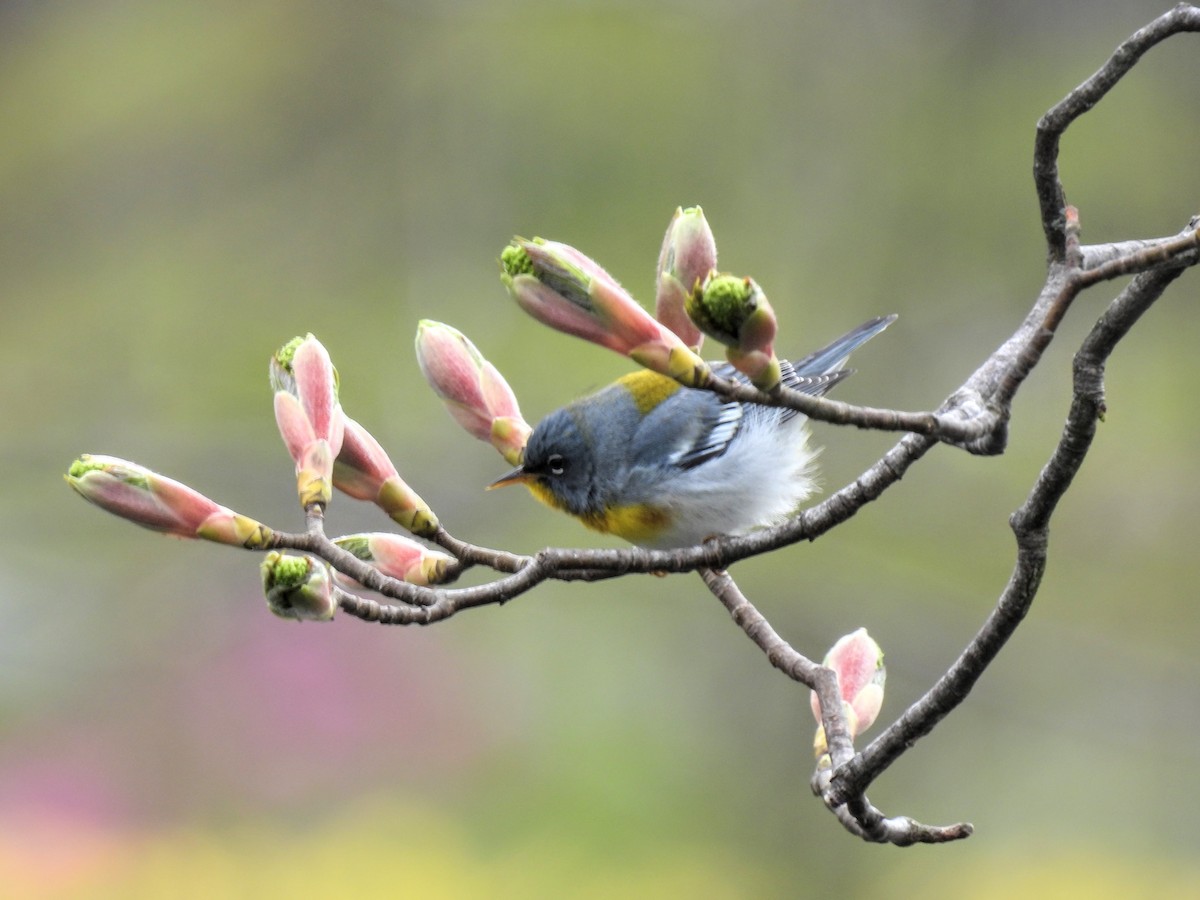 Northern Parula - Wilma Clancy