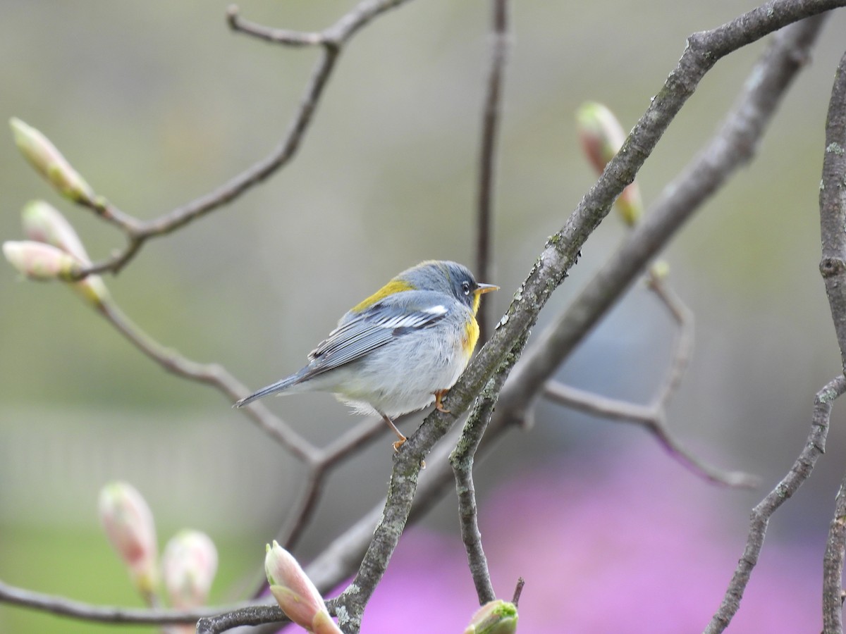 Northern Parula - Wilma Clancy