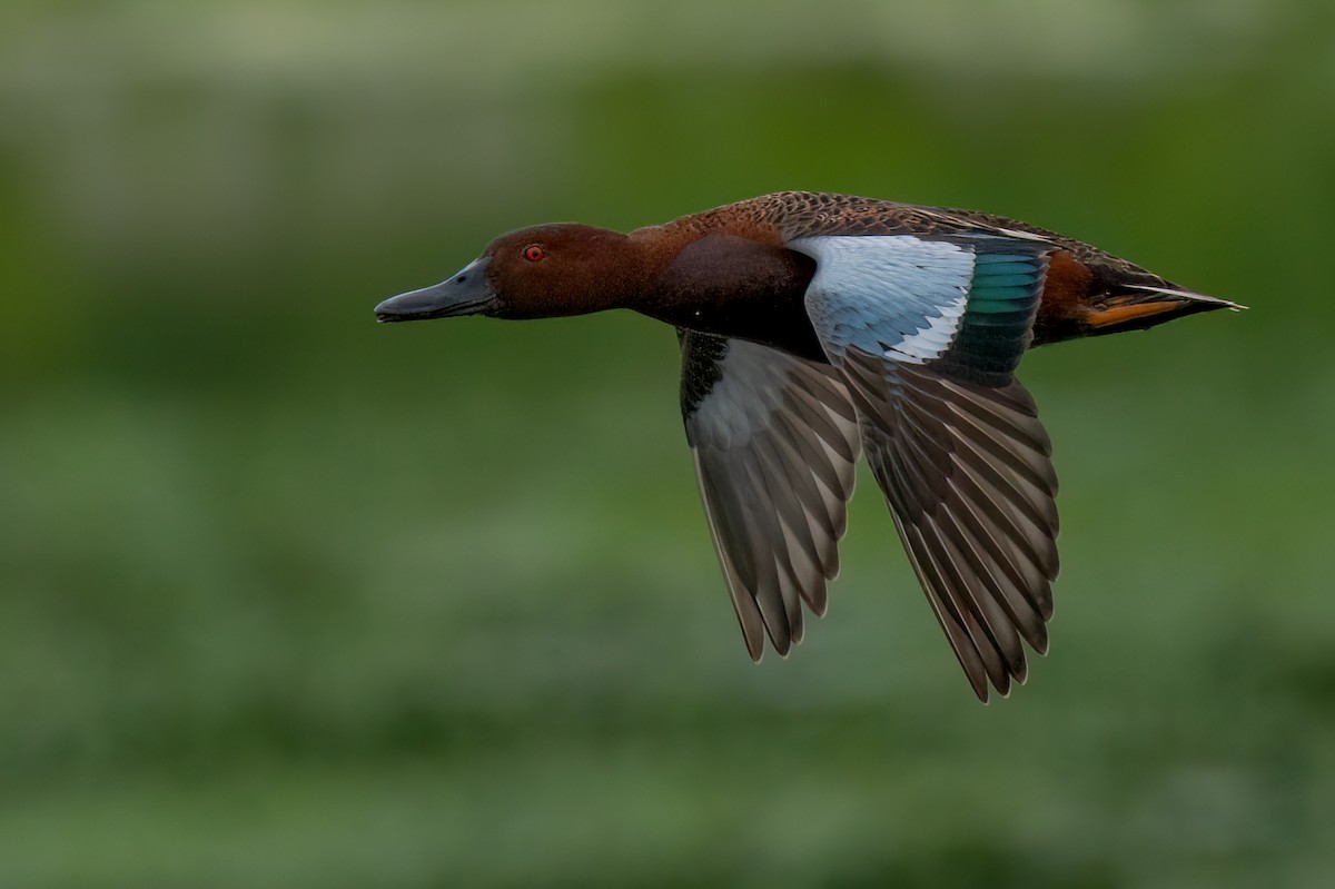 Cinnamon Teal - David Ornellas