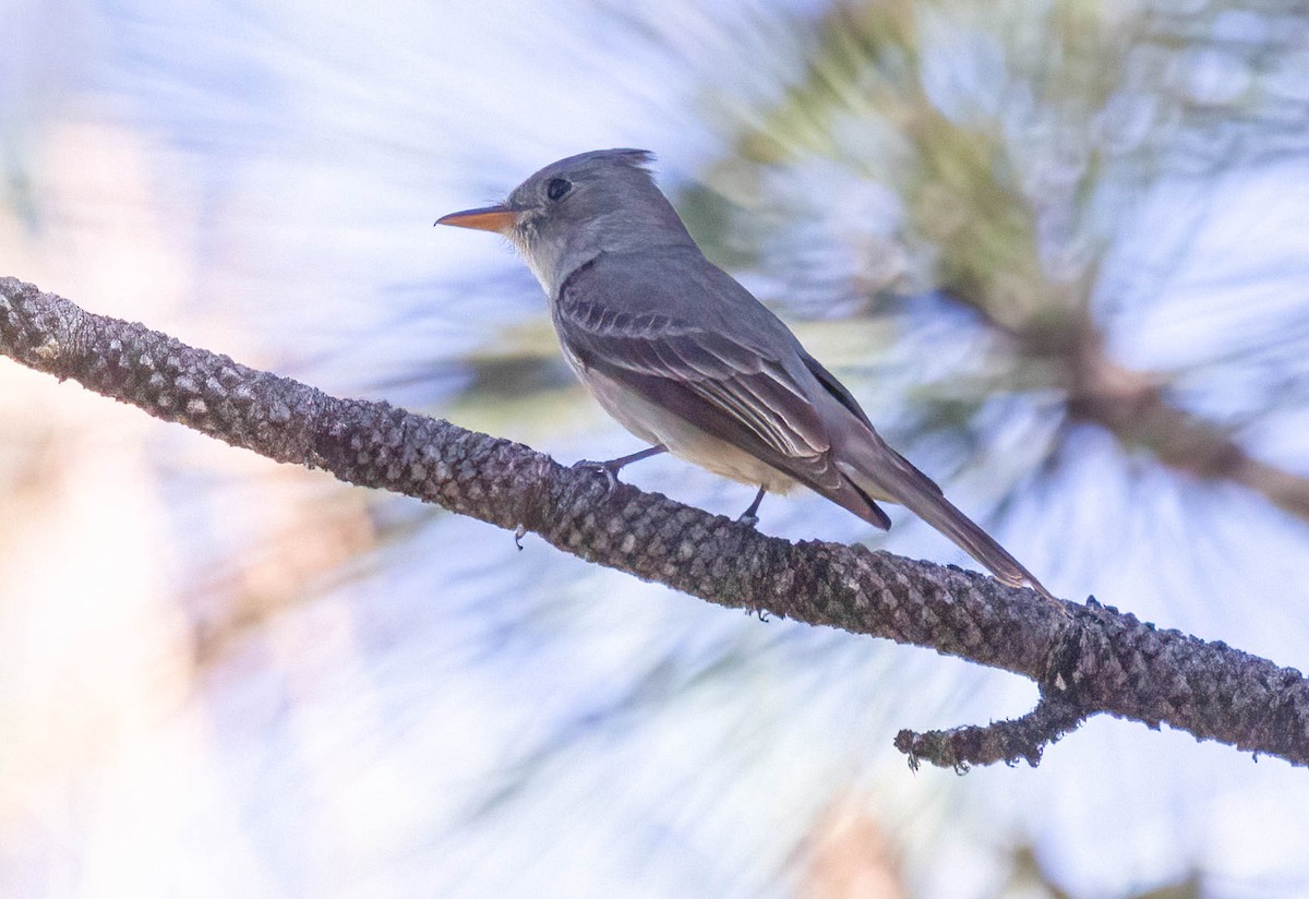 Greater Pewee - John Scharpen