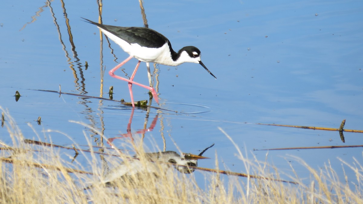 Black-necked Stilt - ML619154669