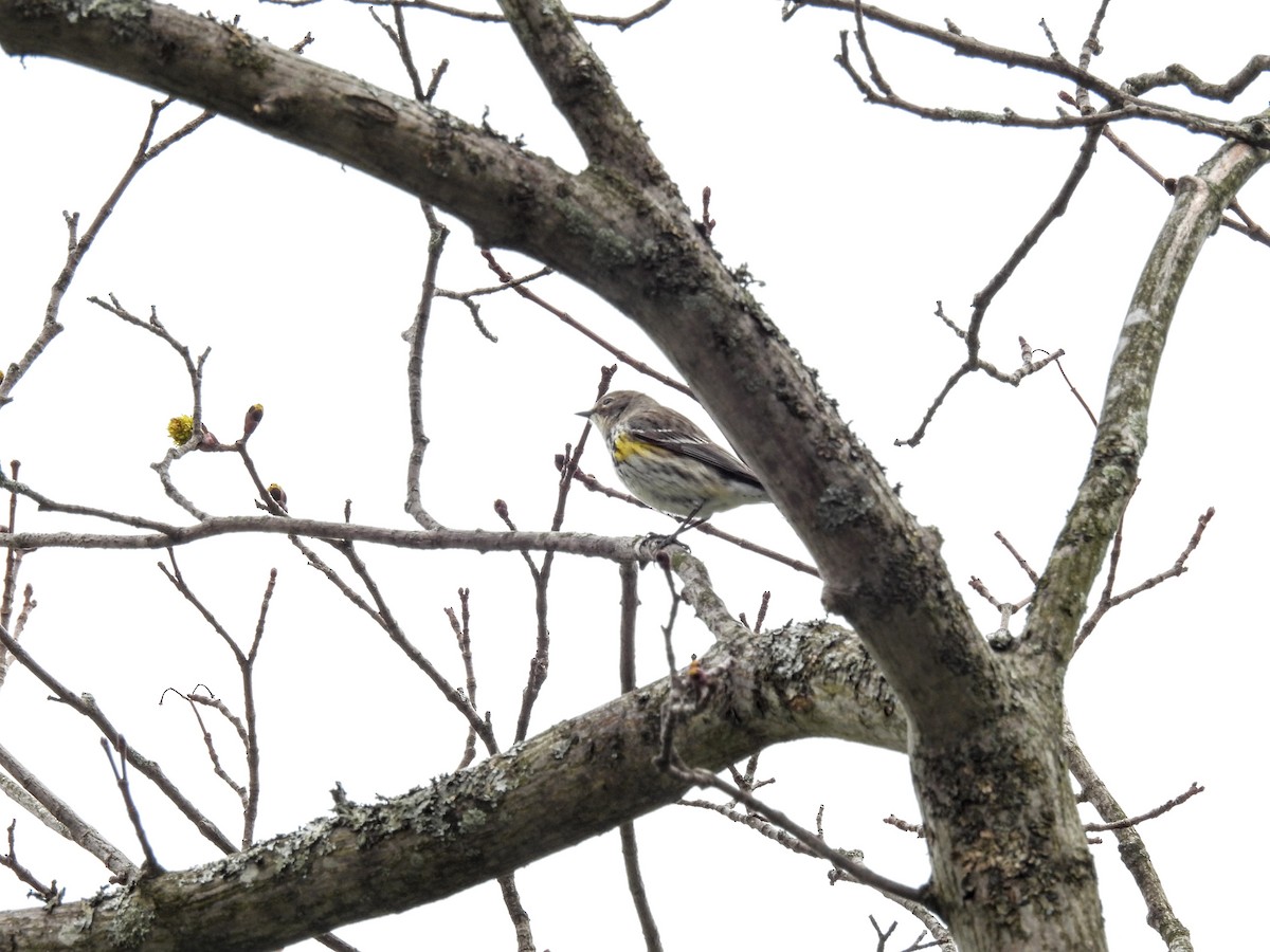 Yellow-rumped Warbler - Wilma Clancy