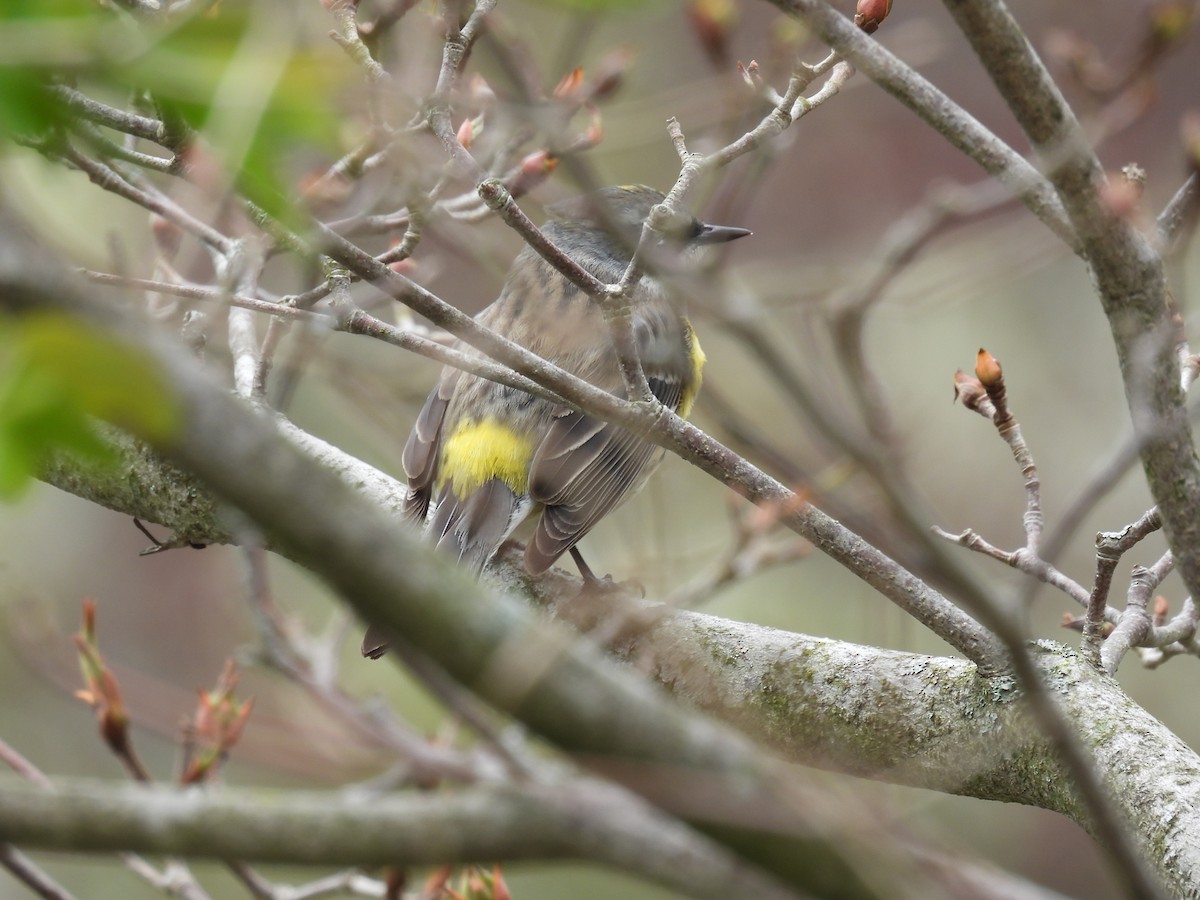 Yellow-rumped Warbler - ML619154671