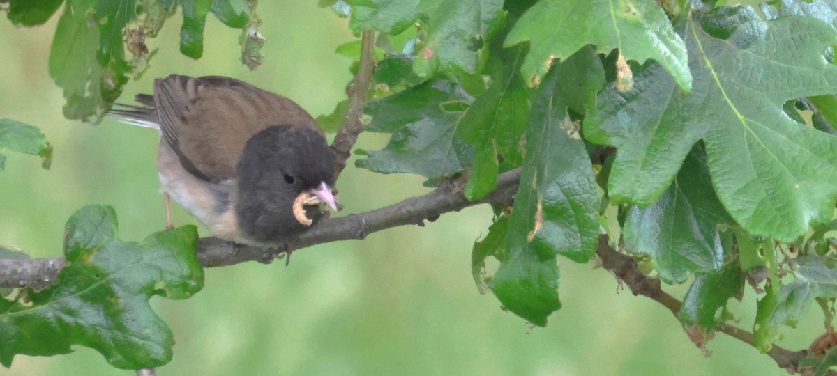 Dark-eyed Junco - ML619154673