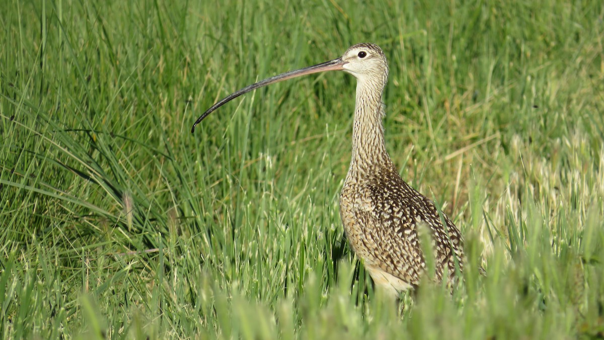 Long-billed Curlew - ML619154684