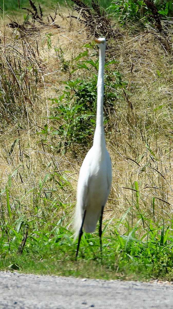 Great Egret - Jay Huner