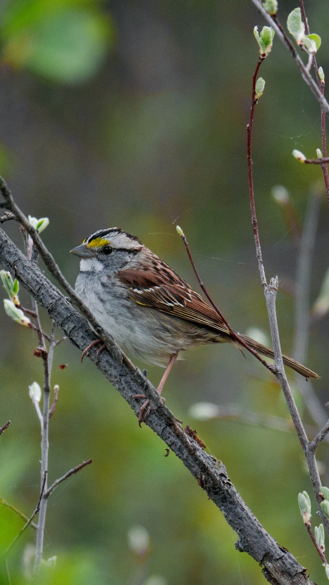 White-throated Sparrow - Neill McDonald