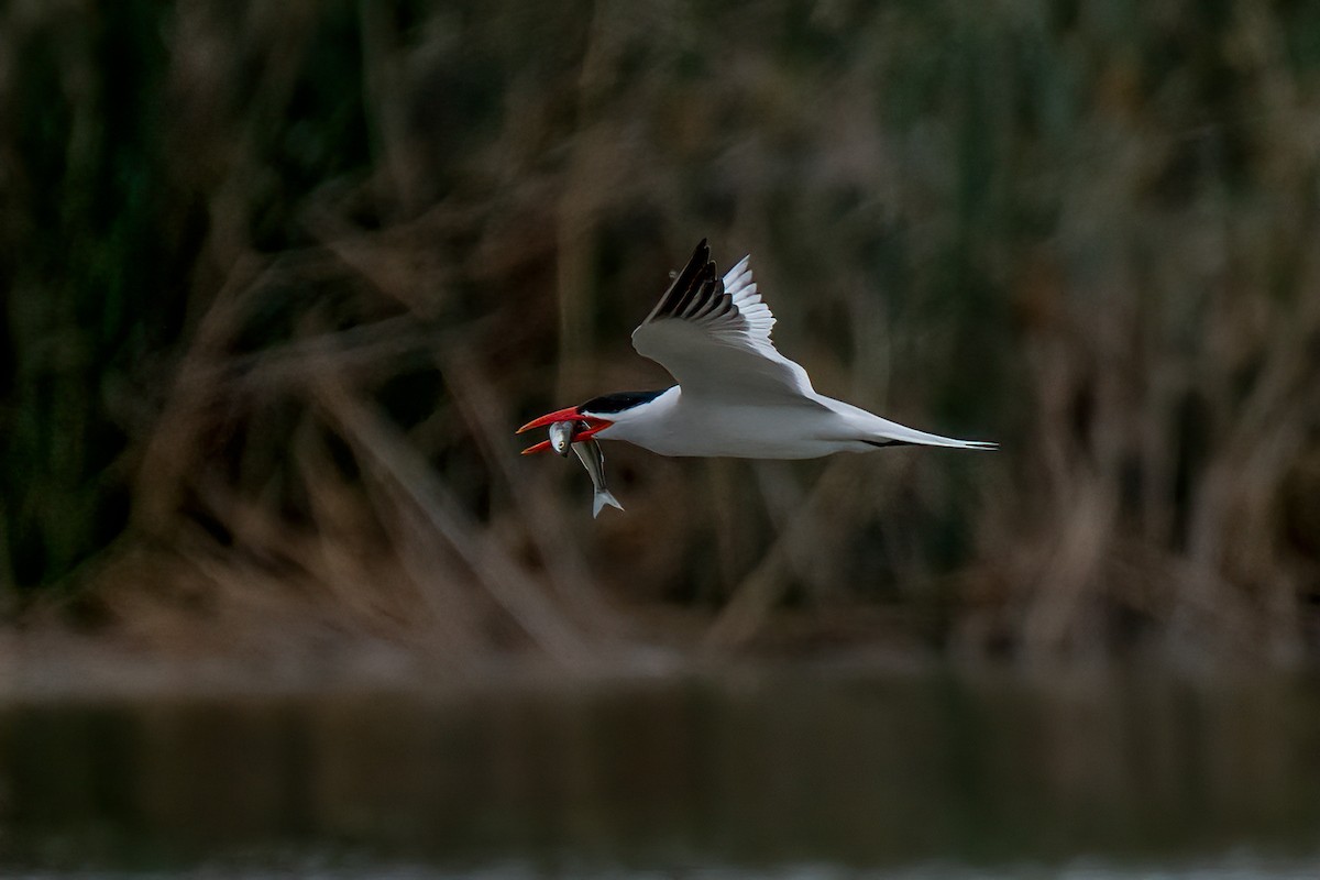 Caspian Tern - David Ornellas