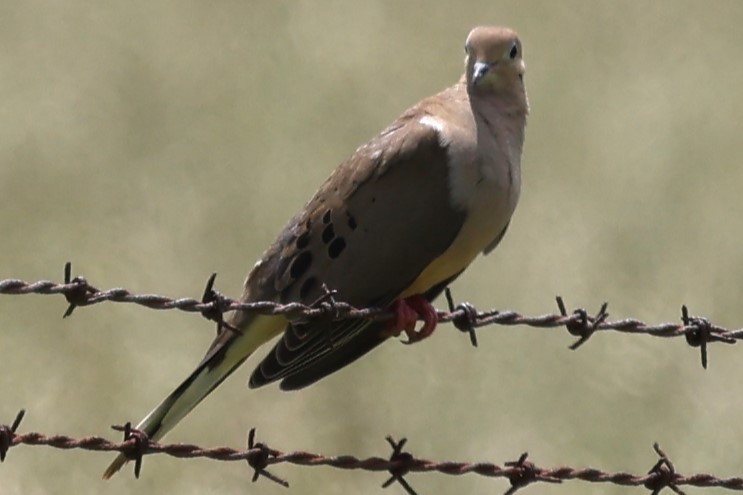 Mourning Dove - Duane Yarbrough