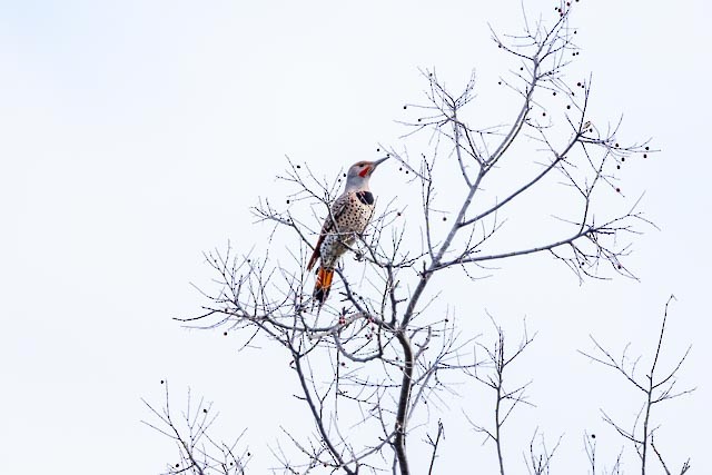 Northern Flicker (Red-shafted) - Marshall Breedlove
