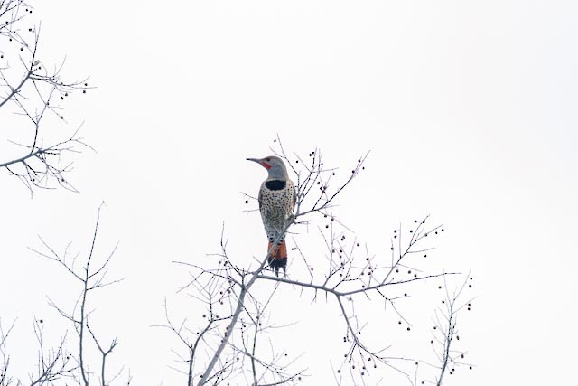 Northern Flicker (Red-shafted) - Marshall Breedlove