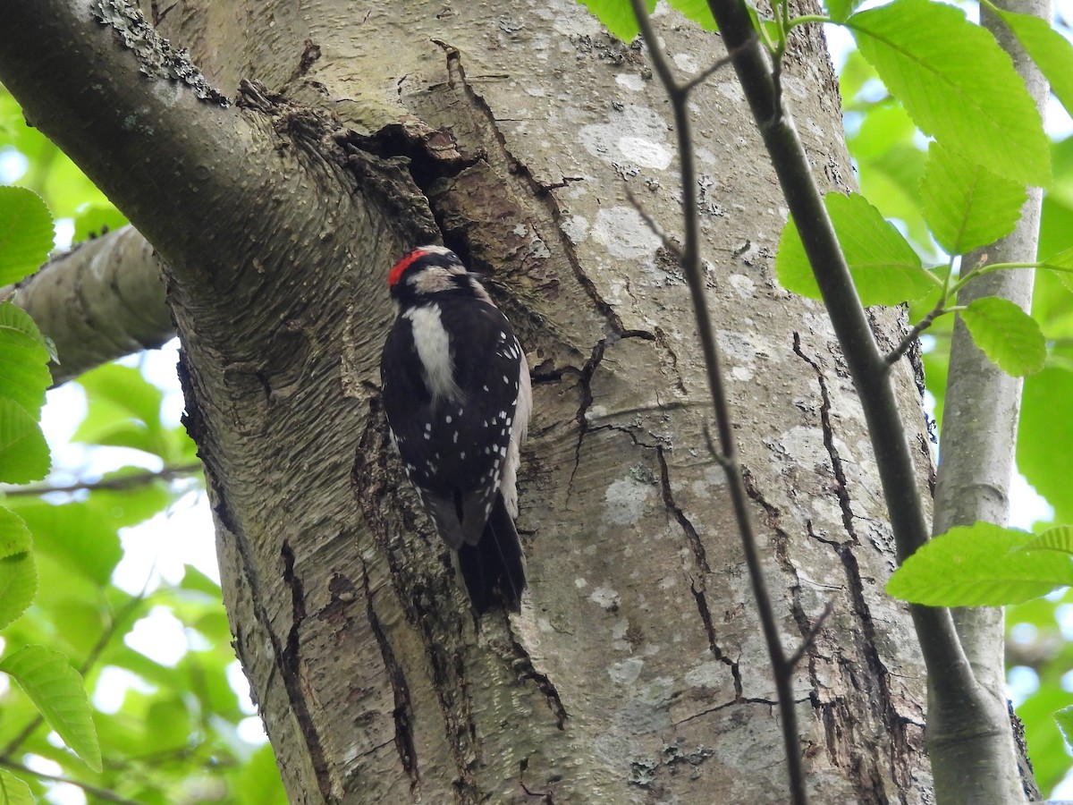 Downy Woodpecker - Mark Stevens