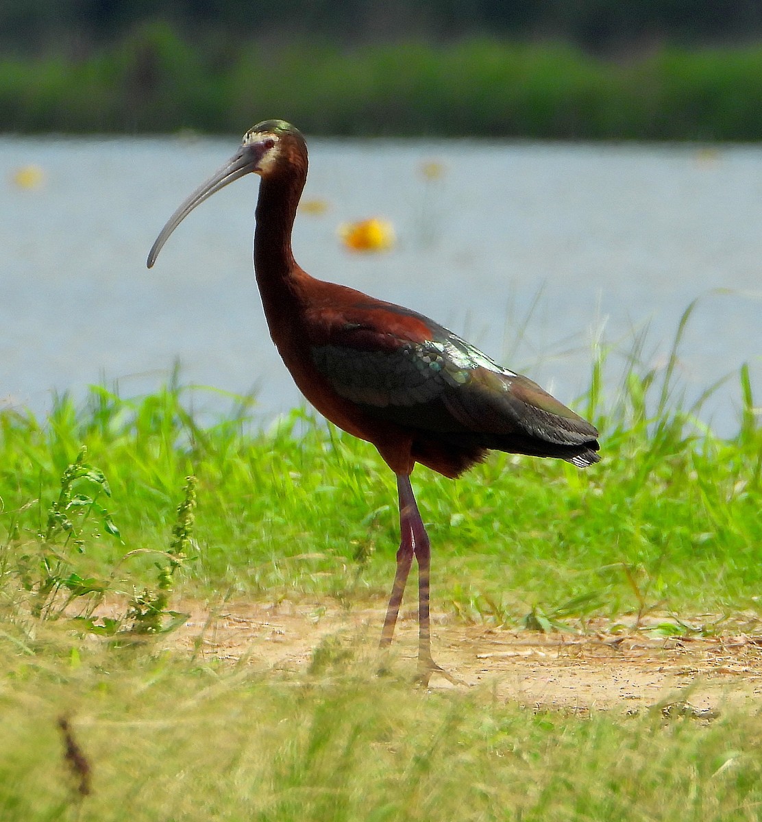 ibis americký - ML619154712