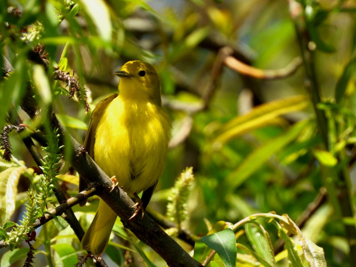 Yellow Warbler - Cliff Dekdebrun