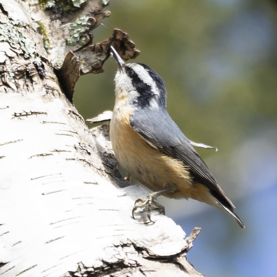 Red-breasted Nuthatch - Jim Tolbert