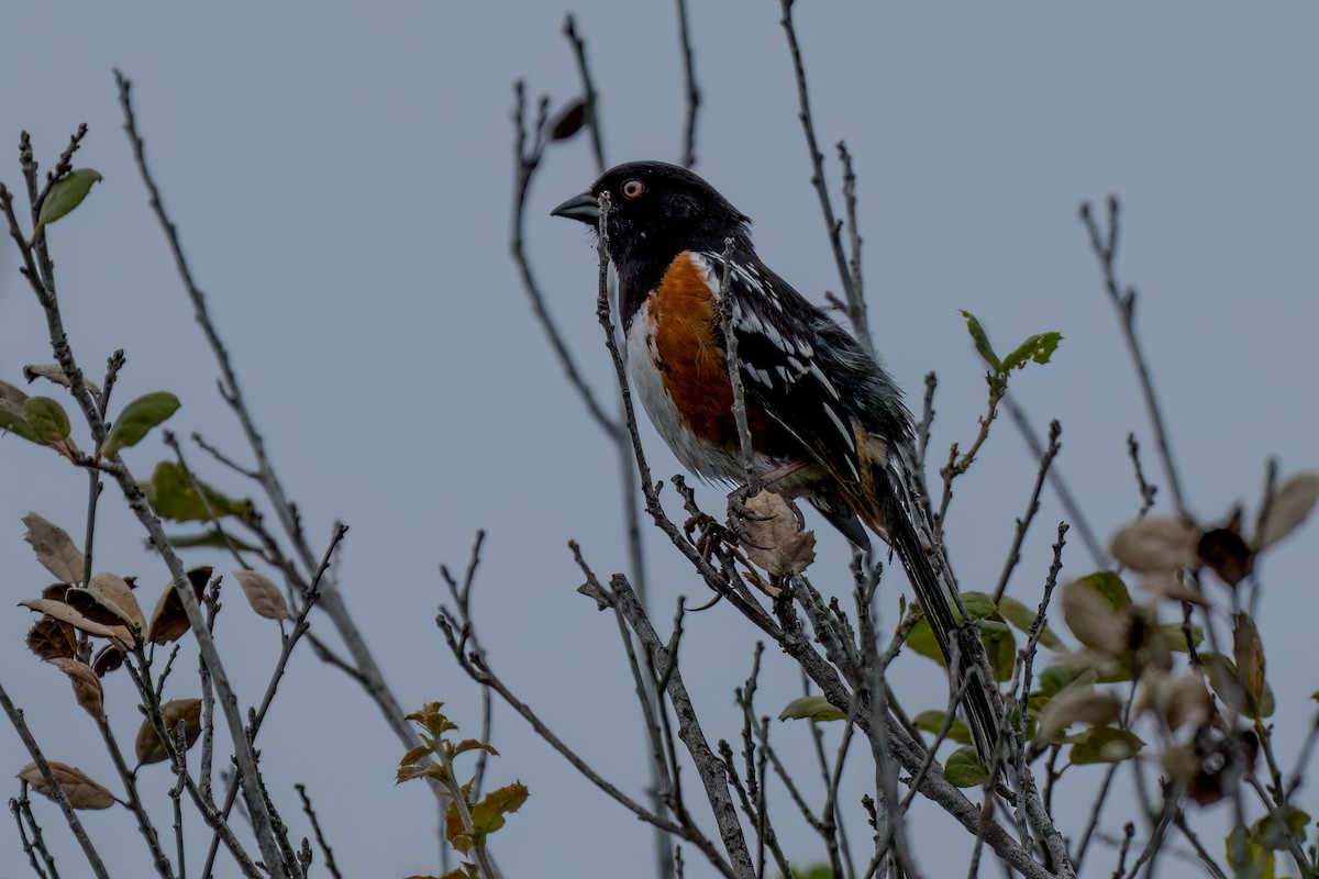 Spotted Towhee - David Ornellas