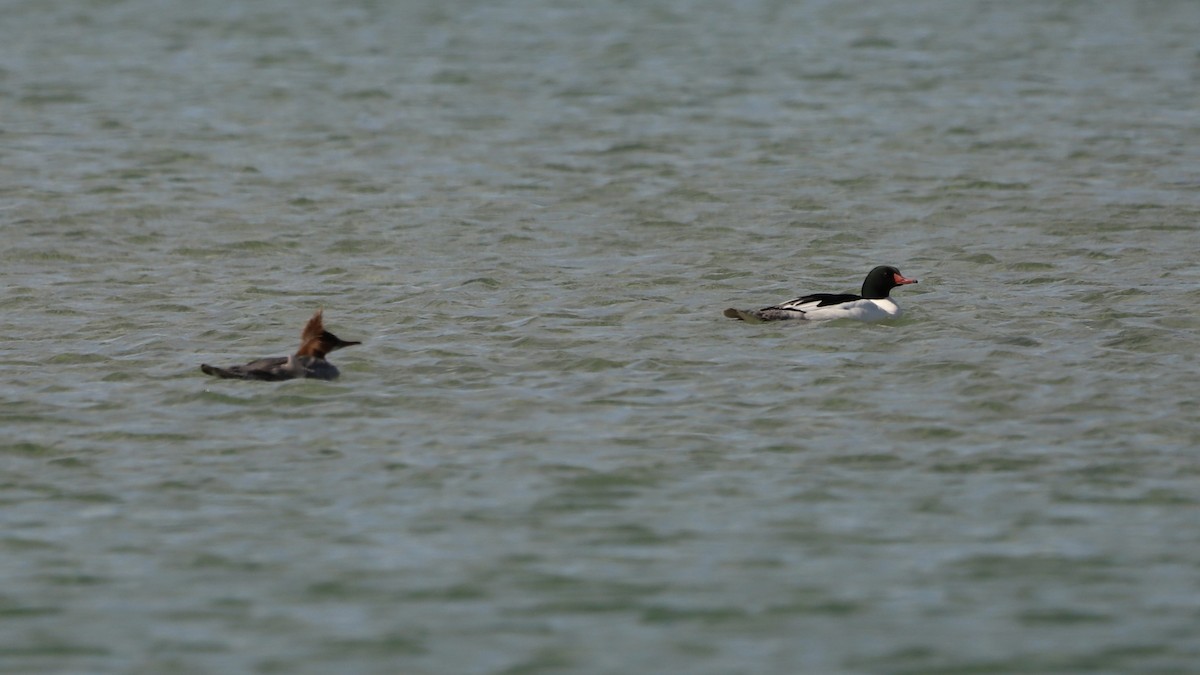 Common Merganser - Emily Gambone