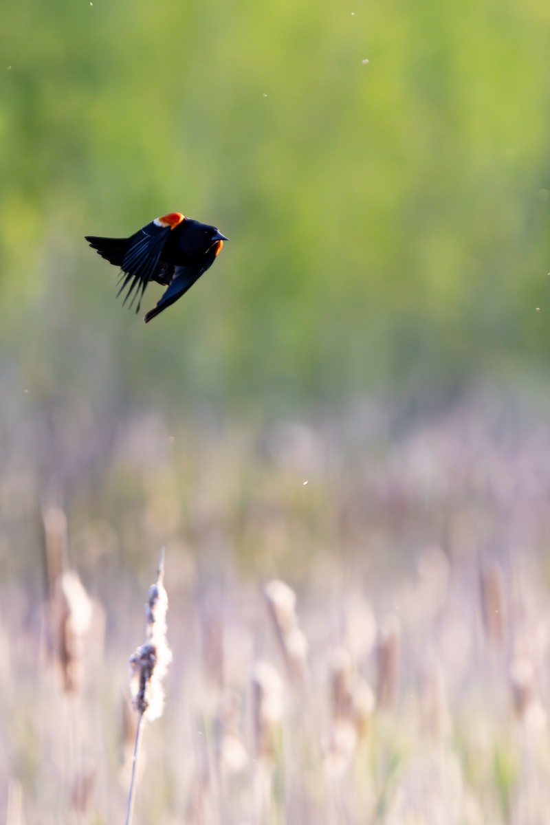 Red-winged Blackbird - Brent Mitton