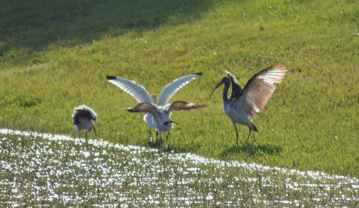 White Ibis - alice horst