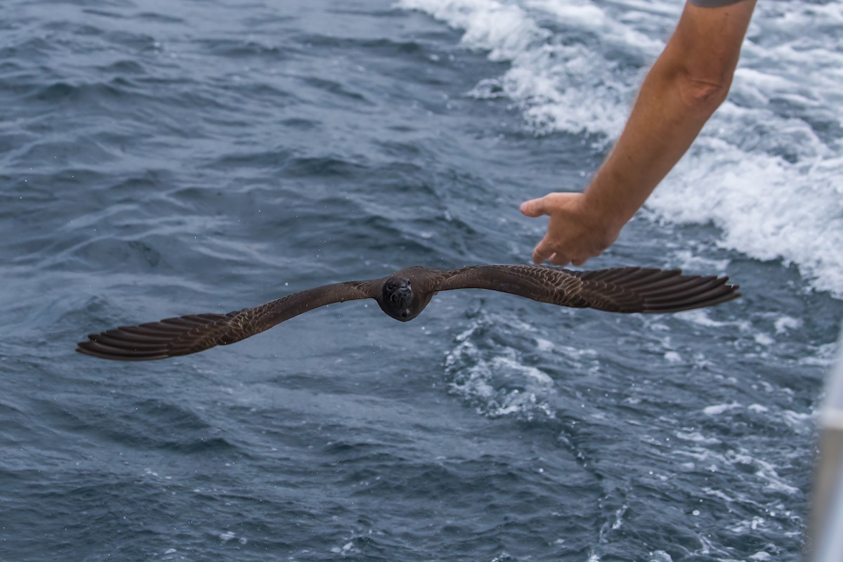 Wedge-tailed Shearwater - Stephanie Owen