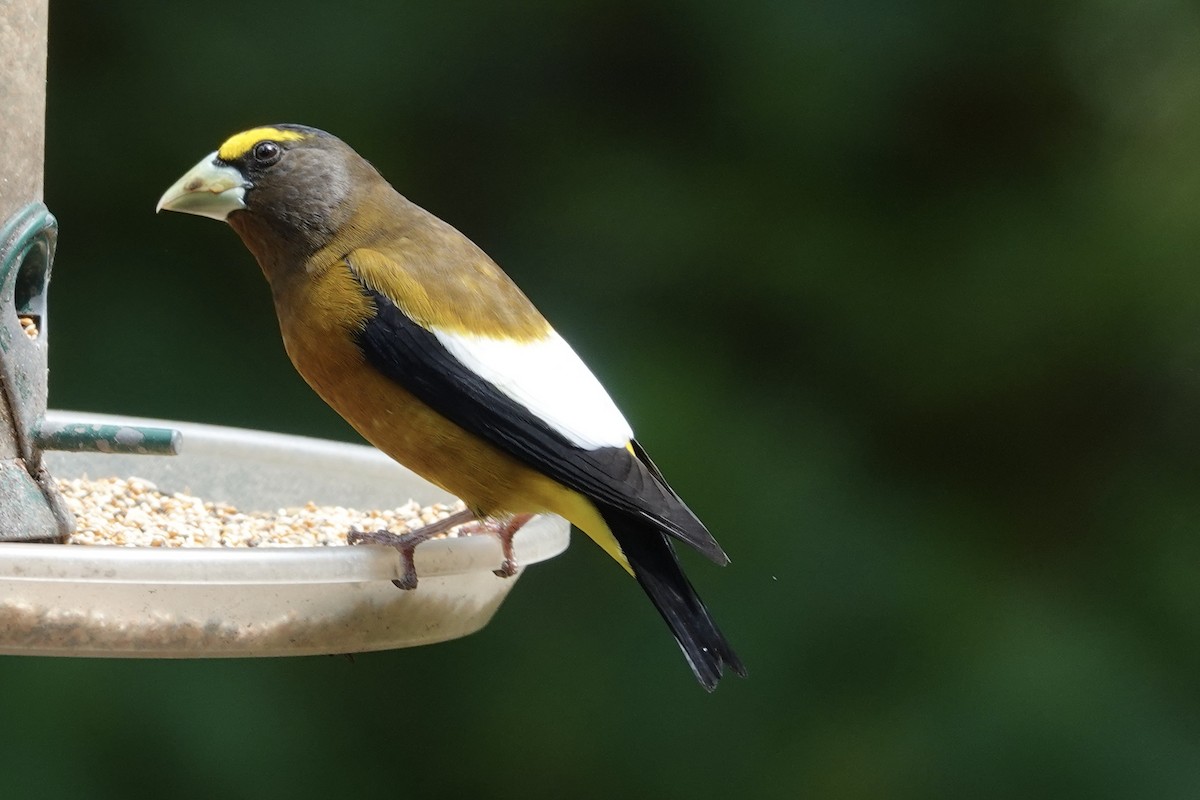 Evening Grosbeak - Kyle Fuchs