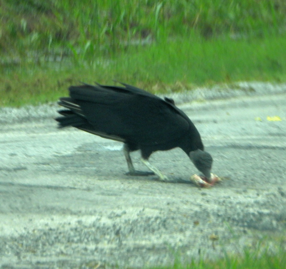 Black Vulture - ML619154802