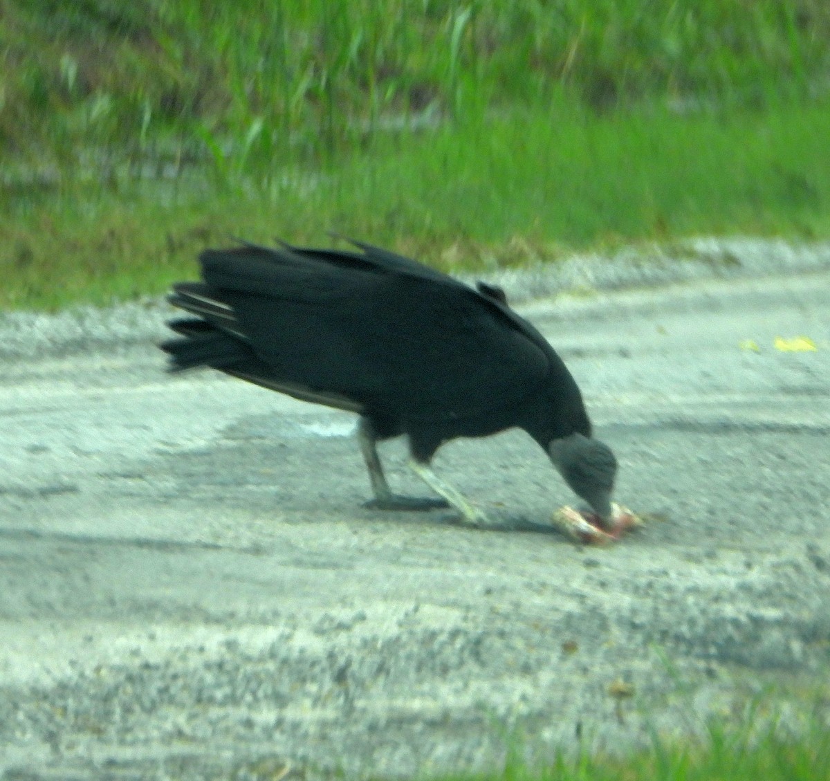 Turkey Vulture - Jay Huner