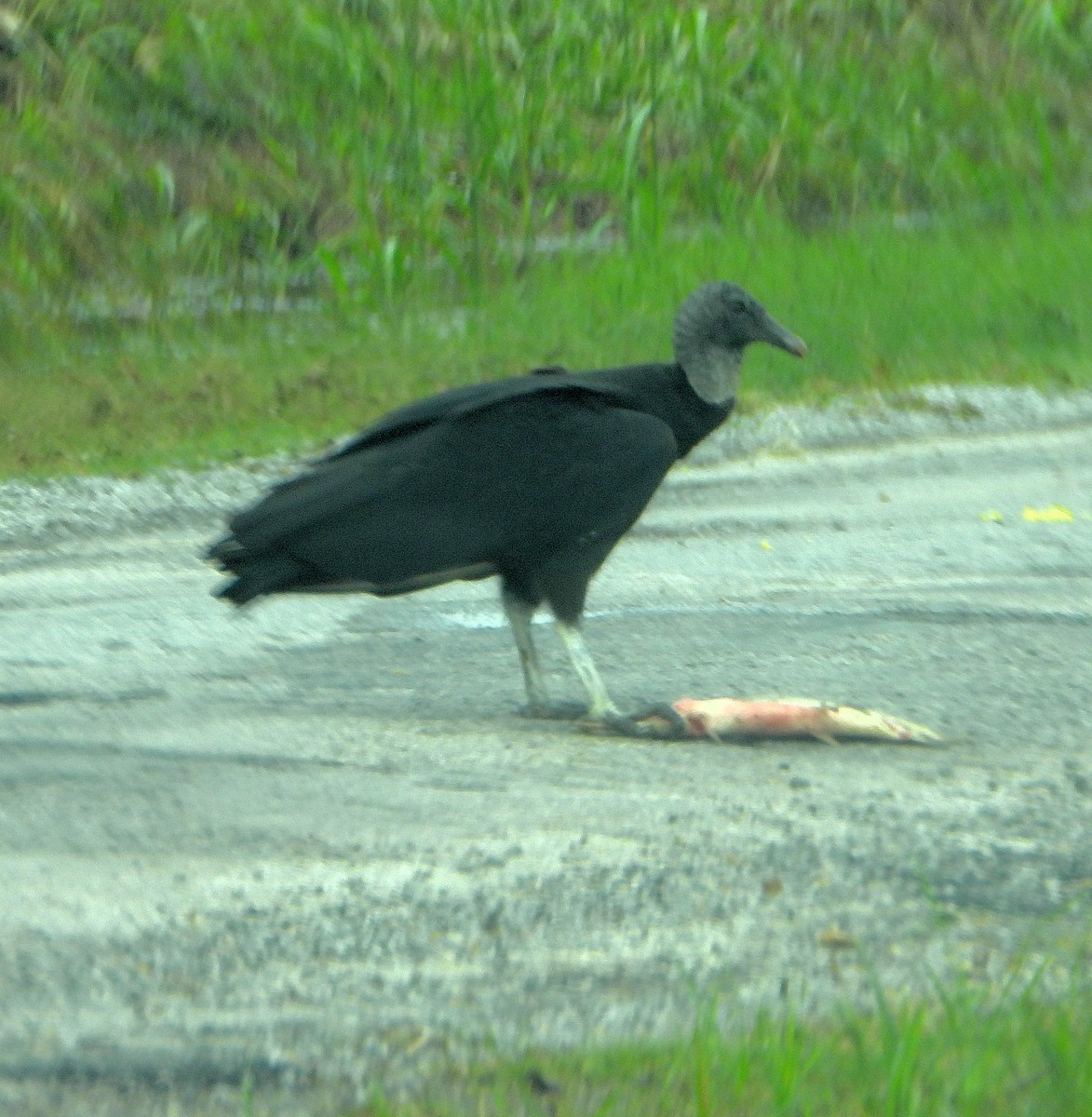 Black Vulture - ML619154805