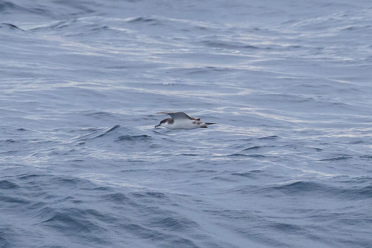 Buller's Shearwater - ML619154807