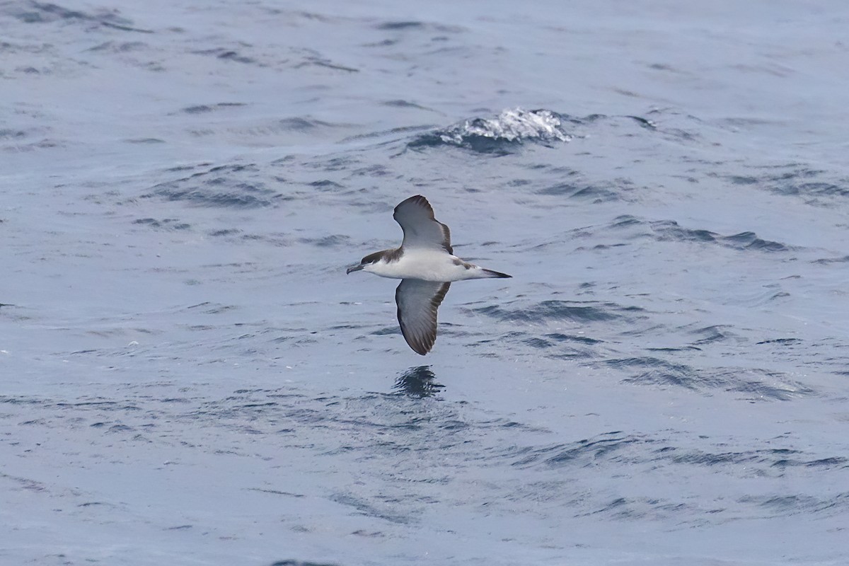 Buller's Shearwater - ML619154808