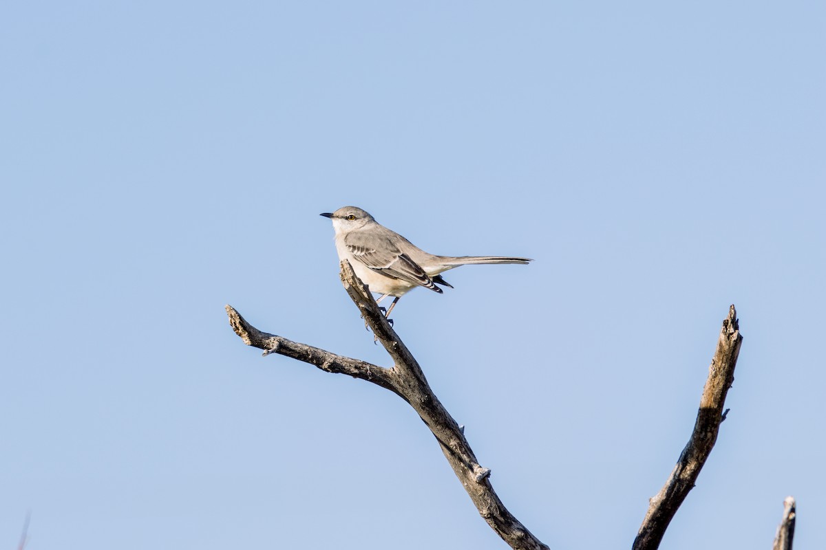 Northern Mockingbird - Marshall Breedlove