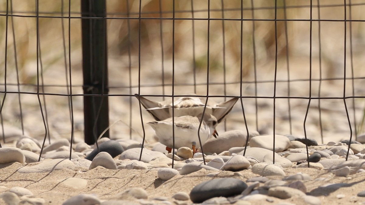 Piping Plover - ML619154813