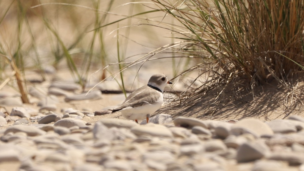 Piping Plover - Emily Gambone