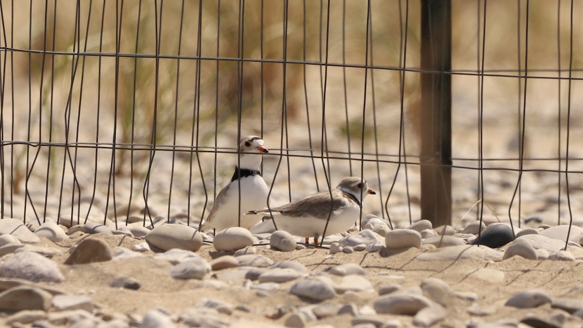 Piping Plover - Emily Gambone