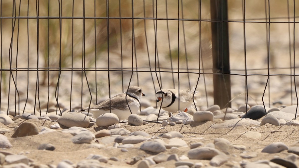 Piping Plover - Emily Gambone