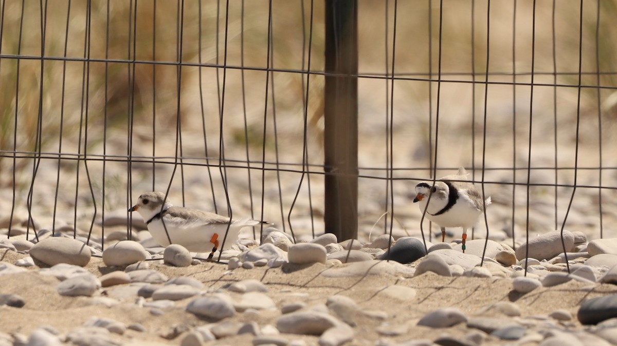 Piping Plover - Emily Gambone