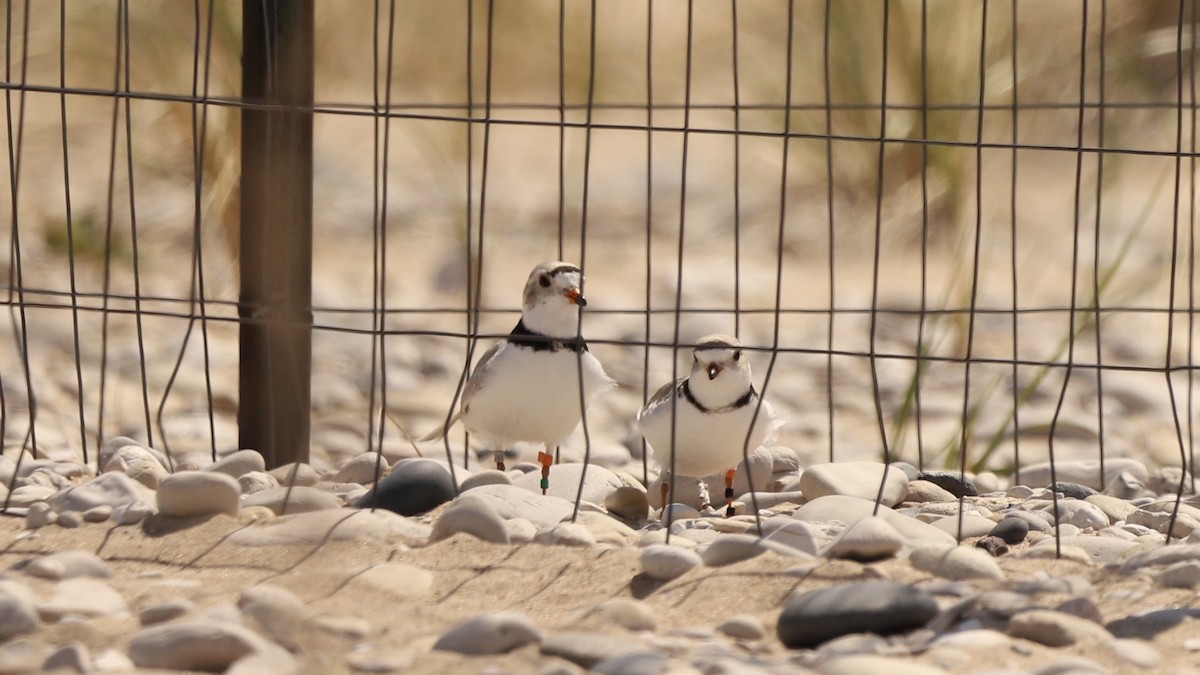 Piping Plover - Emily Gambone