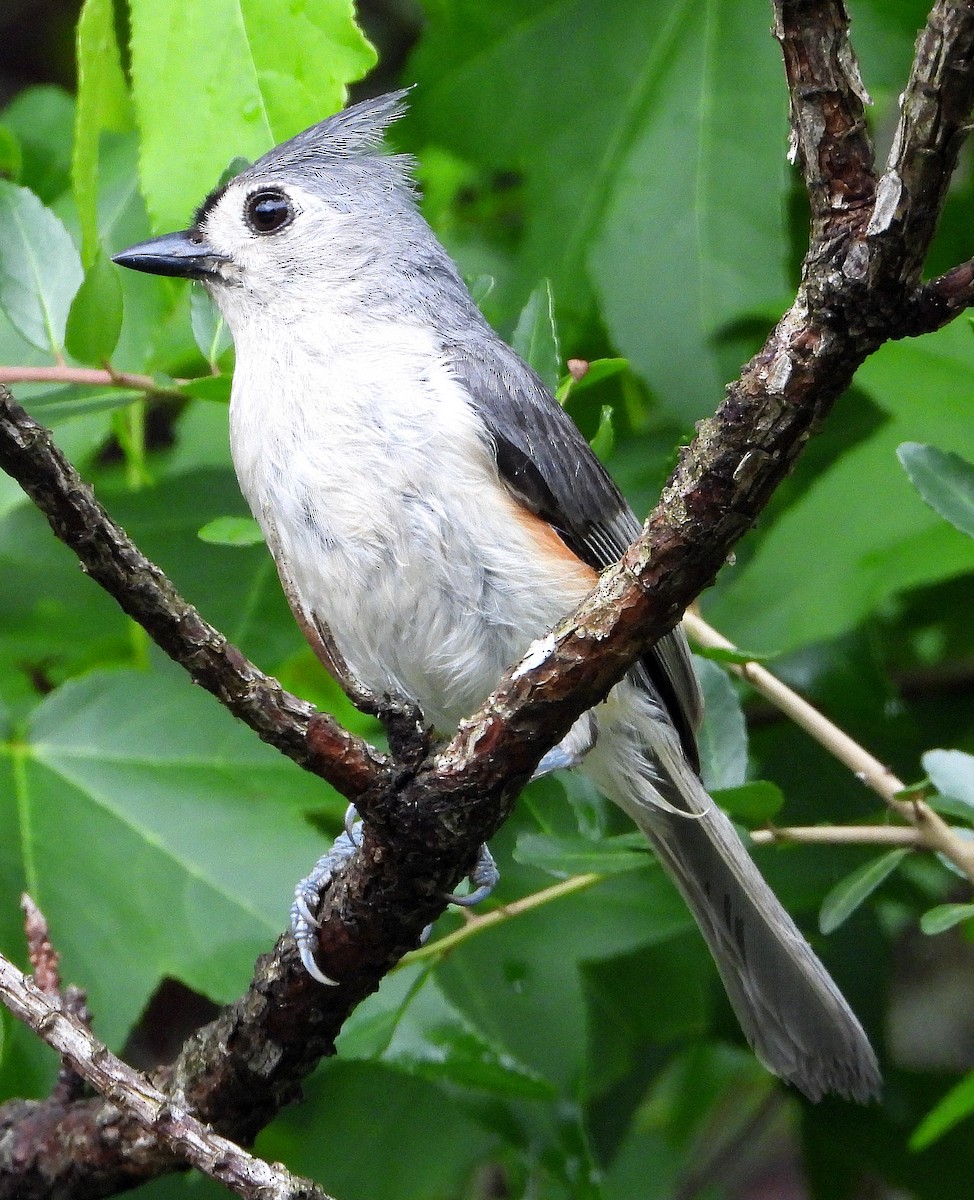 Tufted Titmouse - Jay Huner